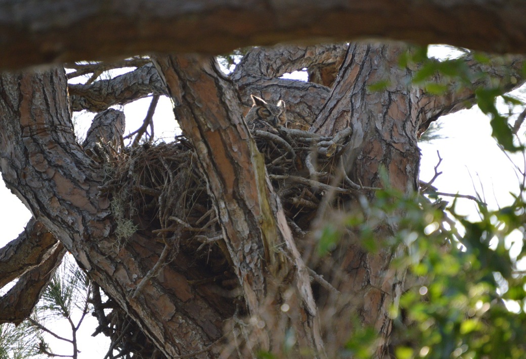 merritt-owl-sleeps
